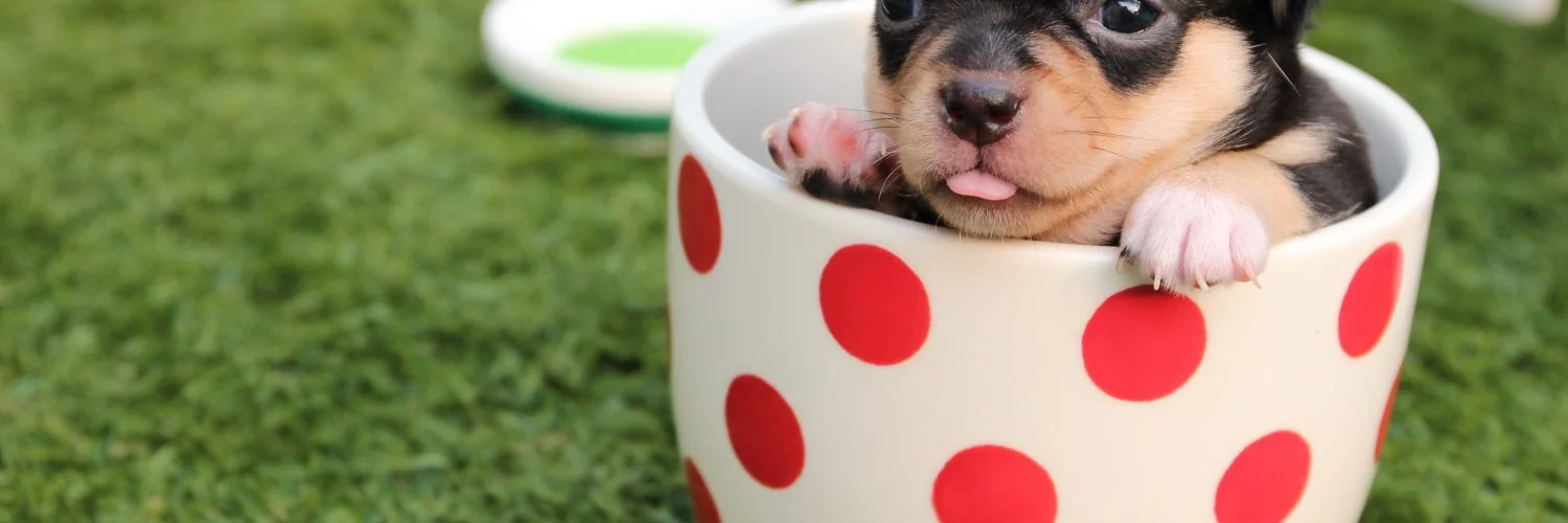 Top 10 schattigste dieren
