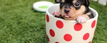 Top 10 schattigste dieren